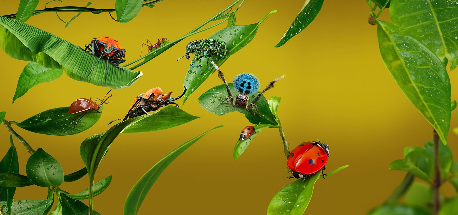 زندگی واقعی یک حشره