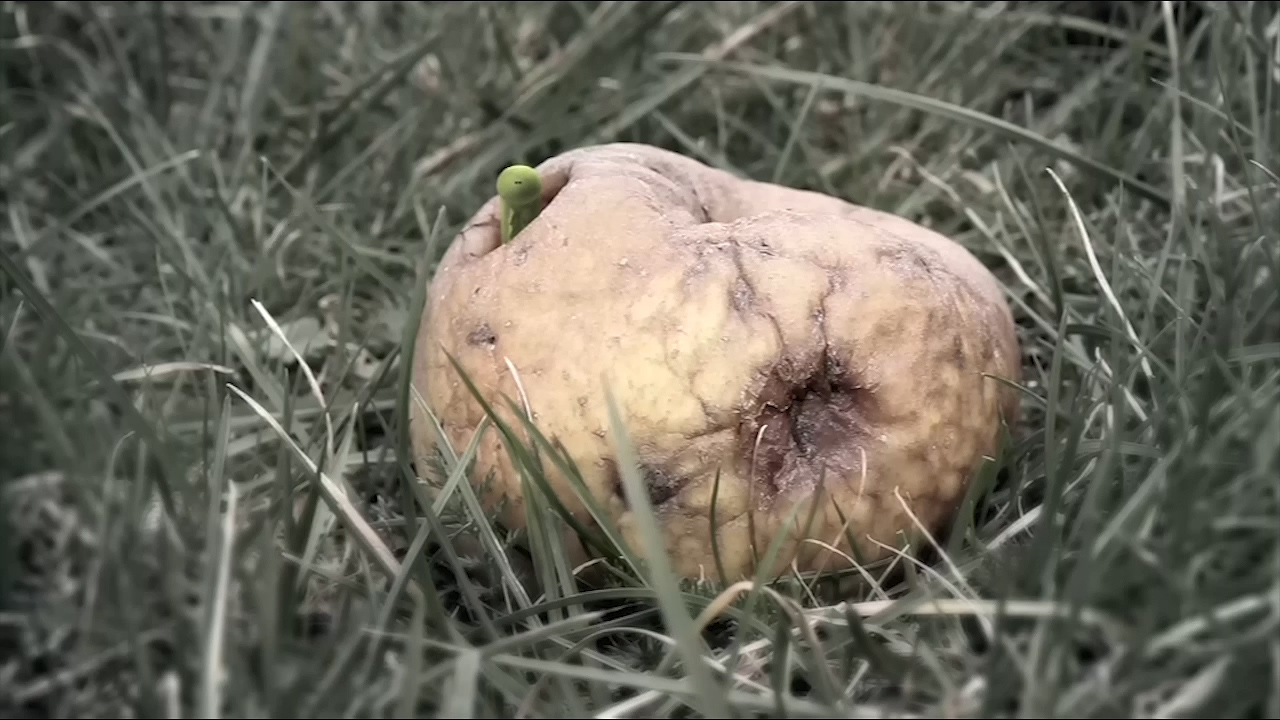 زندگی حشرات - فصل ۲ قسمت ۲۸