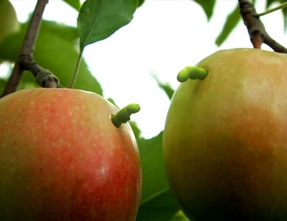 زندگی حشرات - فصل ۱ قسمت ۲۷