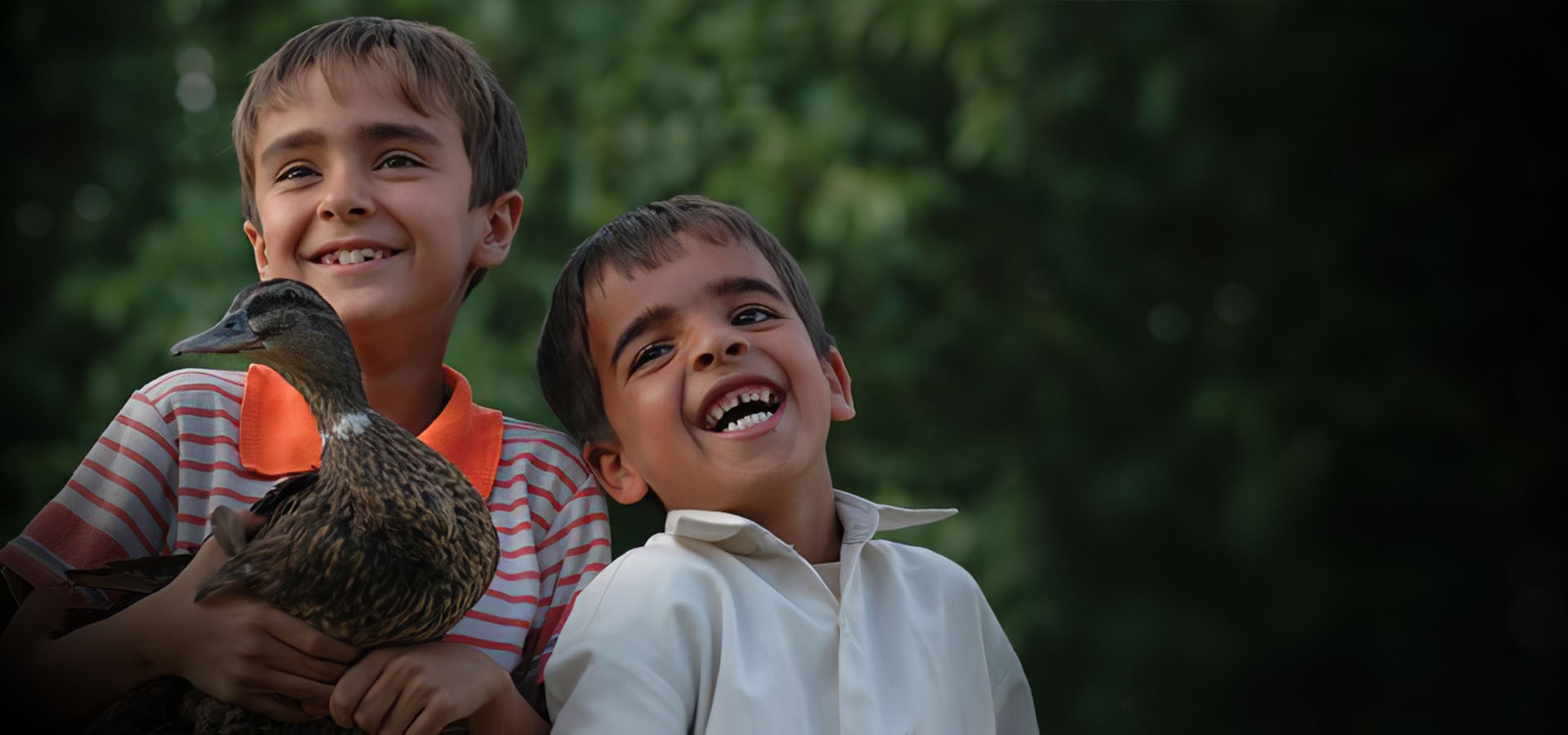 پرواز مرغابی‌ها