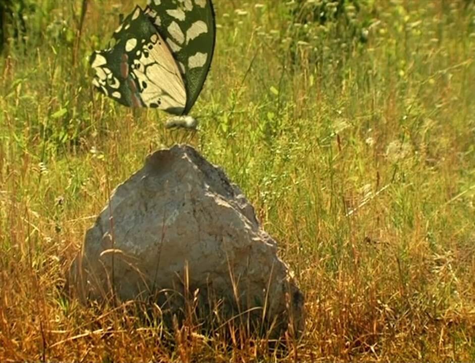 زندگی حشرات - فصل ۱ قسمت ۵۰
