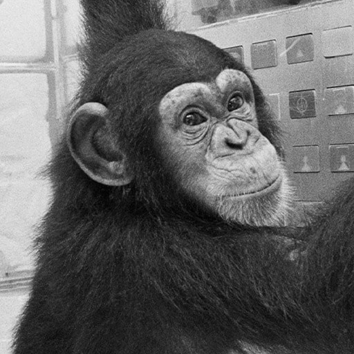 The Marquis Chimps