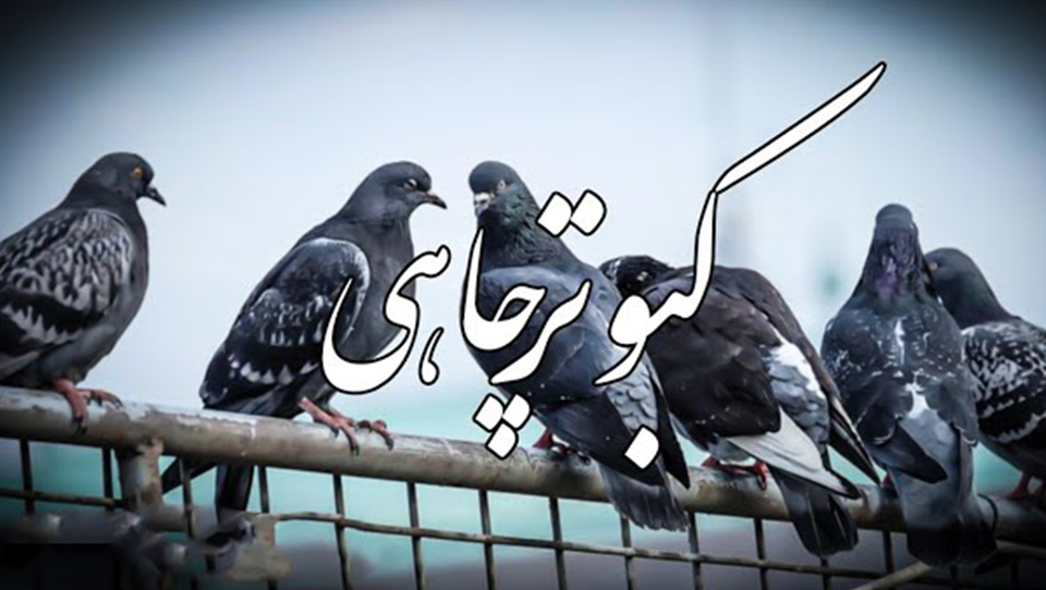 کبوتر چاهی