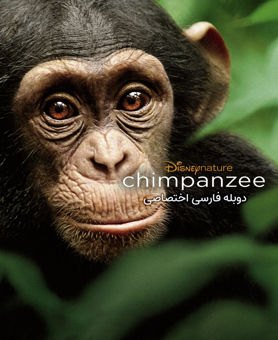 شامپانزه