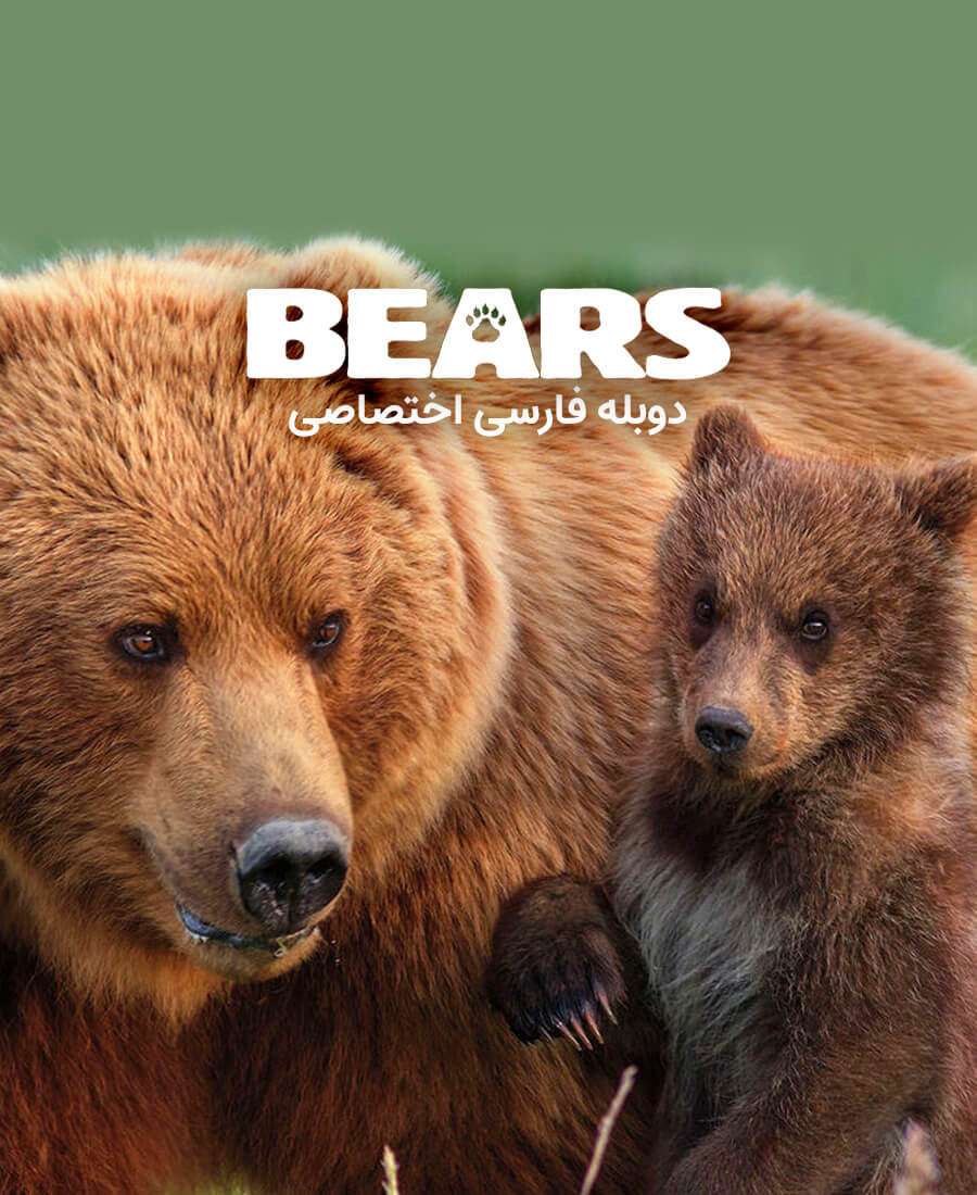 خرس ها