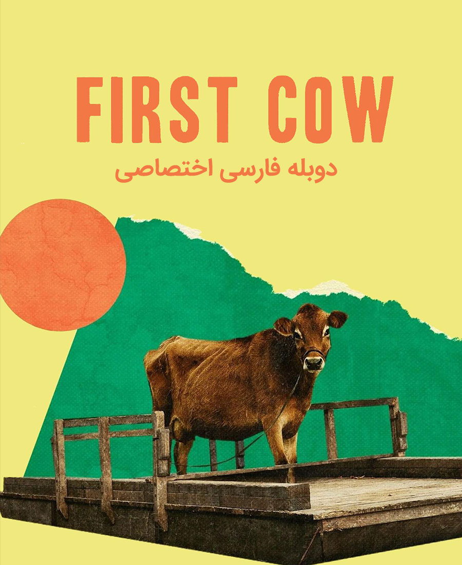 اولین گاو