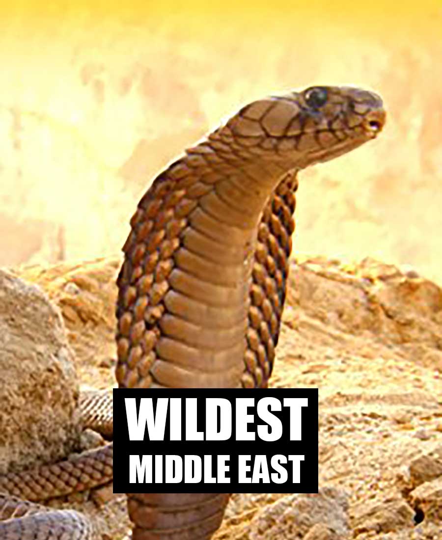 حیات وحش خاورمیانه