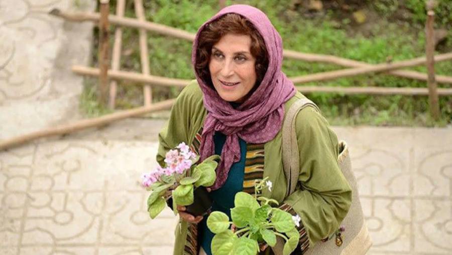 بنفشه آفریقایی