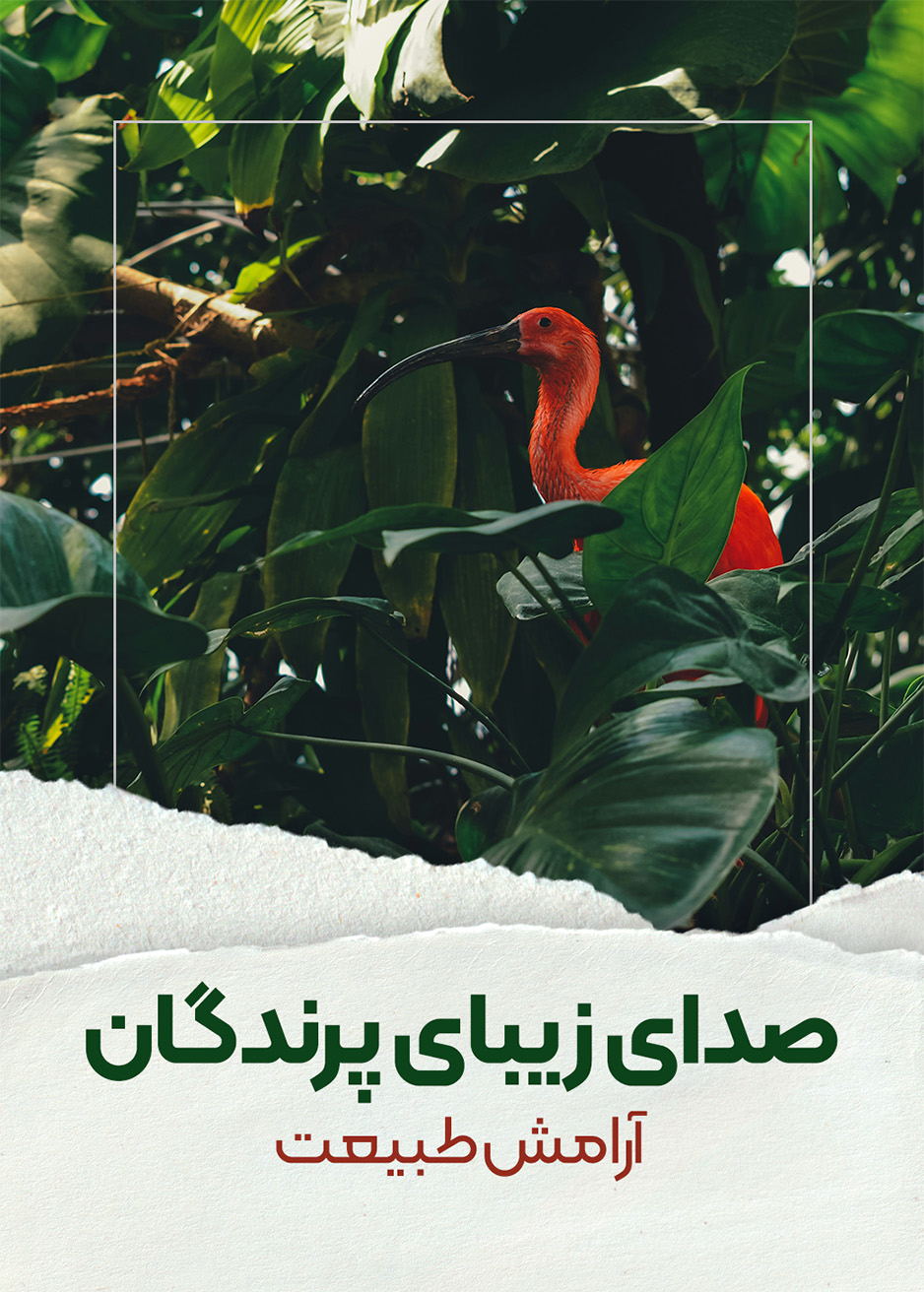 صدای زیبای پرندگان - آرامش طبیعت