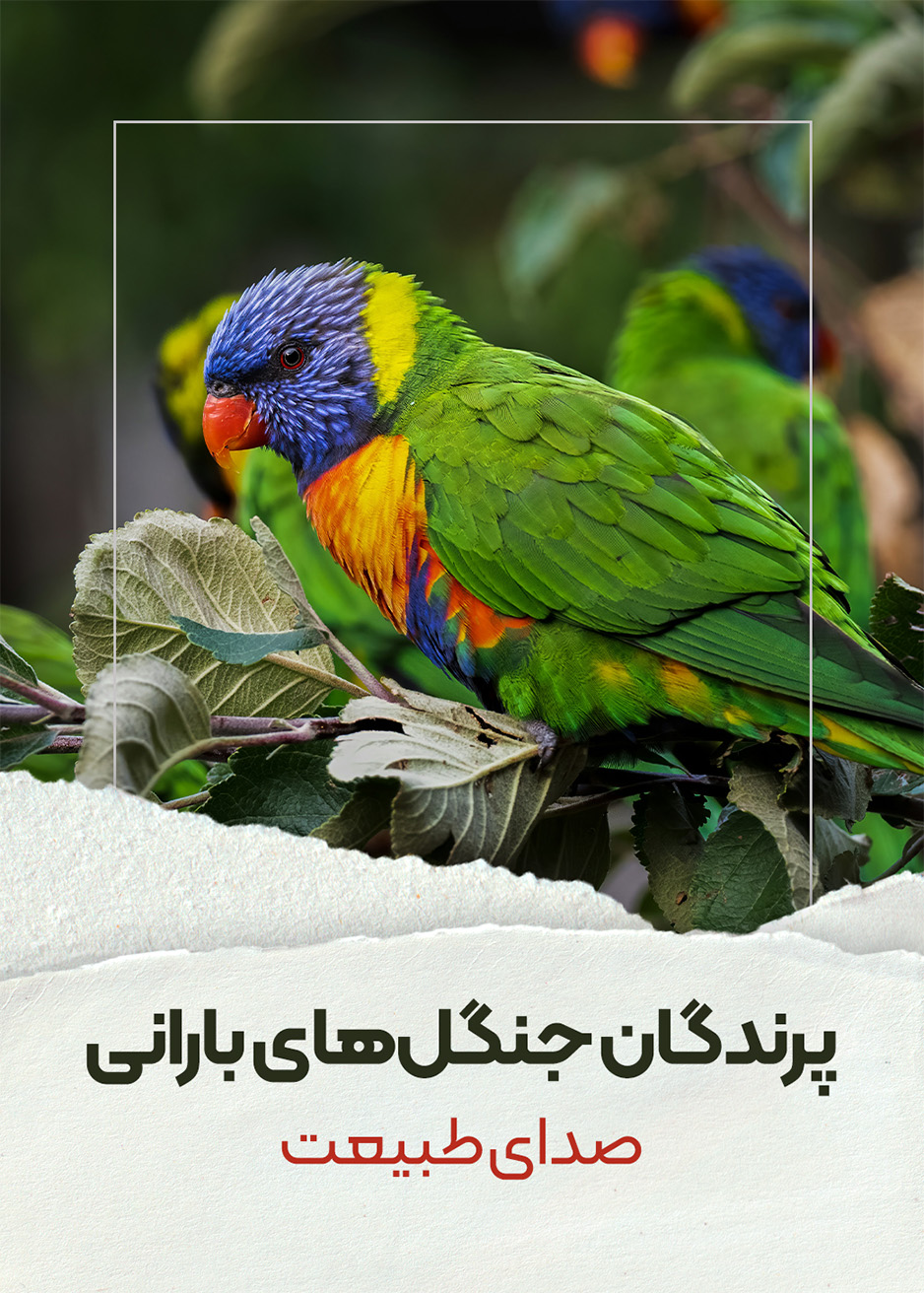 پرندگان جنگل‌های بارانی