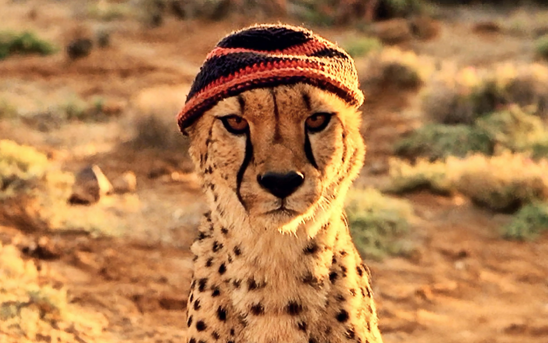 دوما